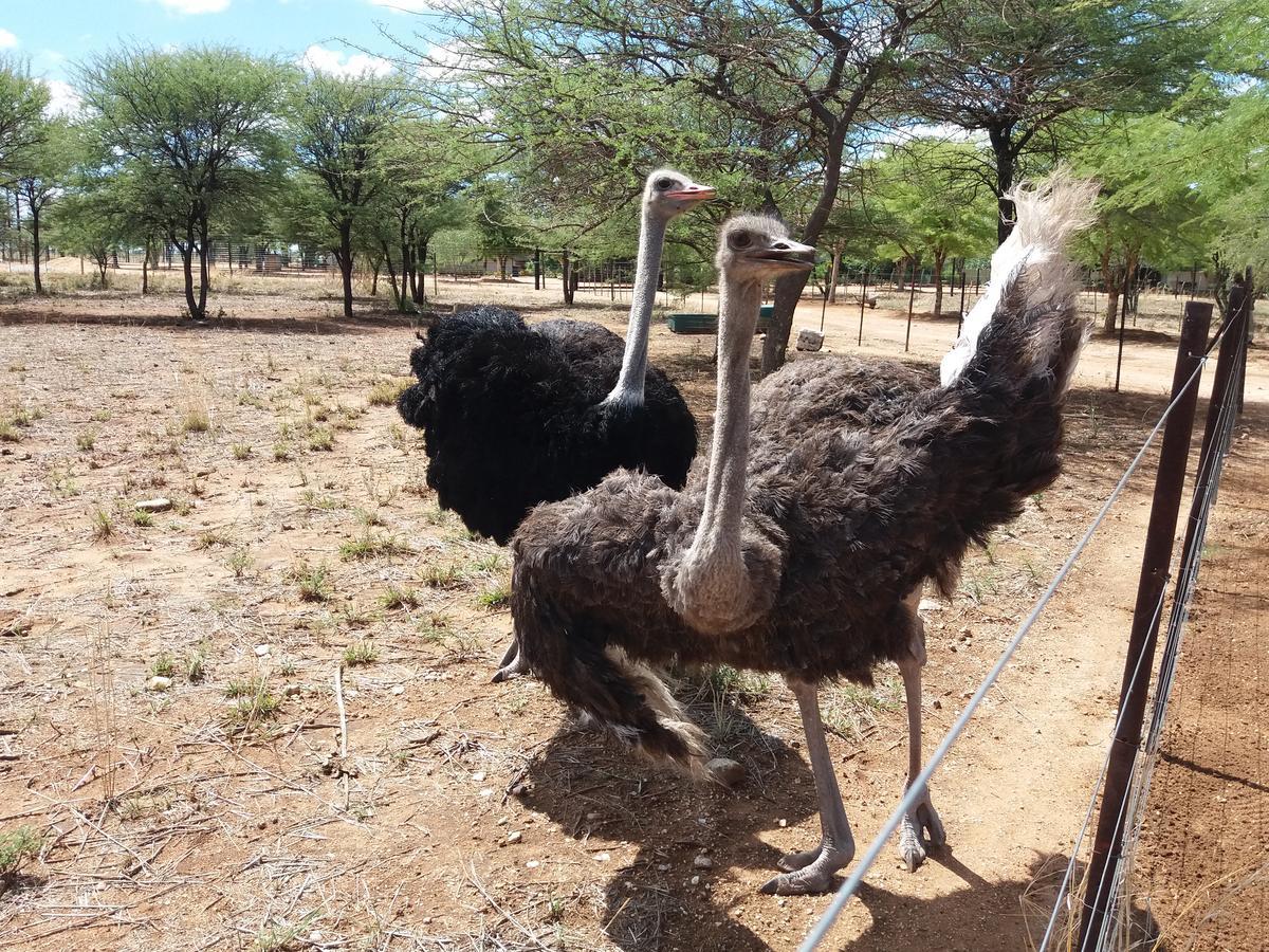 Lion'S Den Guesthouse Otjiwarongo Exterior foto